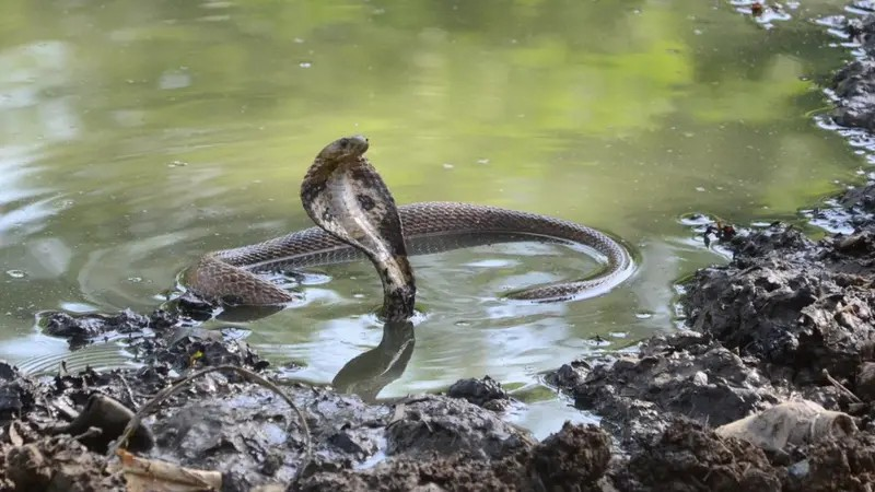 রাসেলস ভাইপার