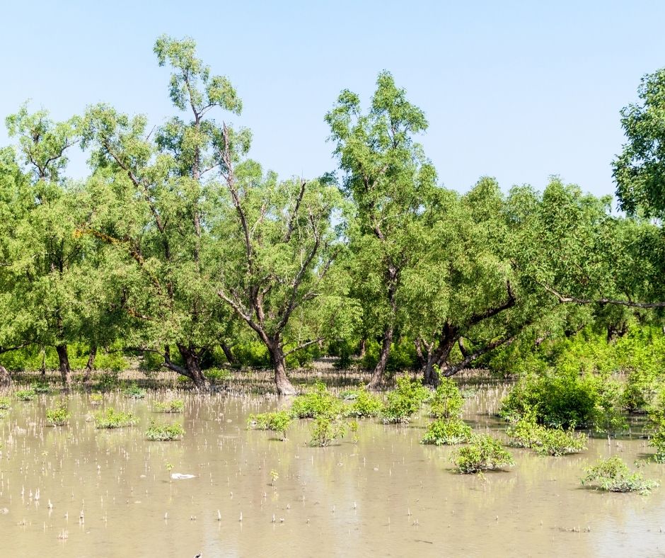 Sundarbans Bangladesh